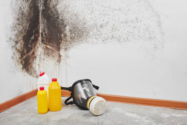 Best Mold Damage Repair  in Ninnekah, OK