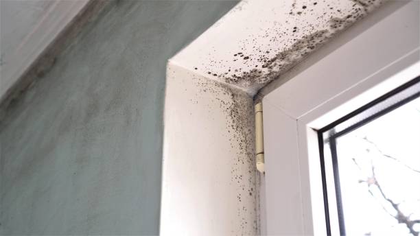 Best Mold Removal Company Near Me  in Ninnekah, OK