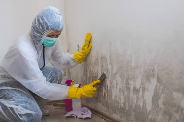 Best Office Mold Removal Services  in Ninnekah, OK