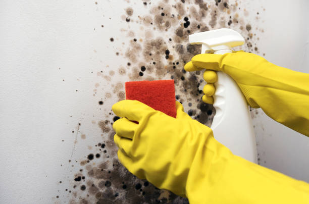 Best Same-Day Mold Removal  in Ninnekah, OK