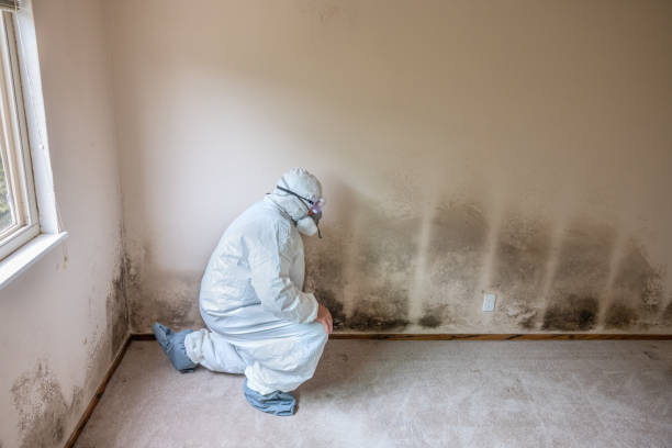 Best Affordable Mold Removal  in Ninnekah, OK