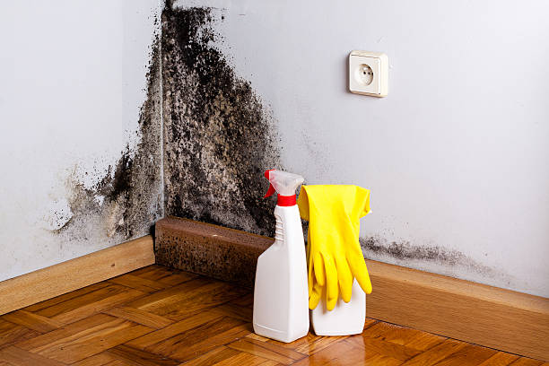 Best Mold Remediation  in Ninnekah, OK