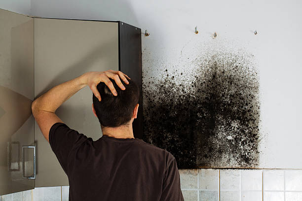 Mold Removal and Inspection in Ninnekah, OK