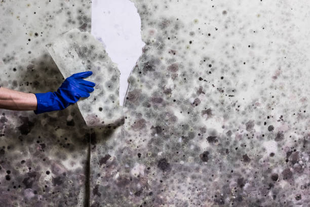 Best Best Mold Removal Companies  in Ninnekah, OK